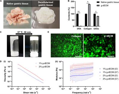 Controlling Cancer Cell Behavior by Improving the Stiffness of Gastric Tissue-Decellularized ECM Bioink With Cellulose Nanoparticles